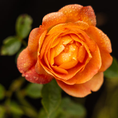 Роза английская душистая Леди оф Шалот купить в Нижнем Новгороде