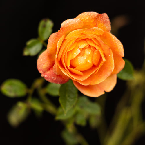 Роза английская душистая Леди оф Шалот купить в Нижнем Новгороде