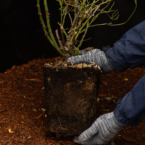 Роза английская душистая Леди оф Шалот купить в Нижнем Новгороде