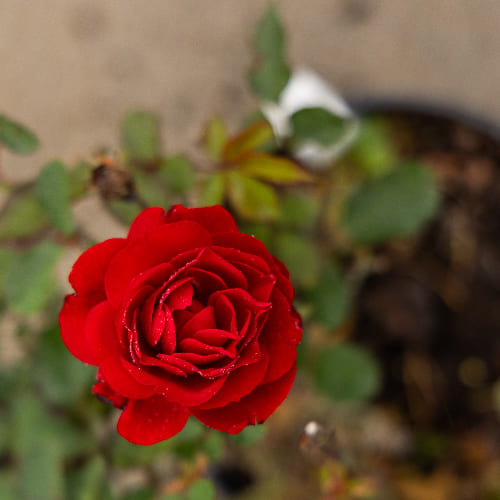 Роза английская душистая Мэри Роз купить в Нижнем Новгороде