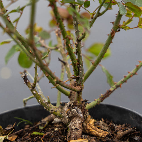 Роза английская душистая Мэри Роз купить в Нижнем Новгороде
