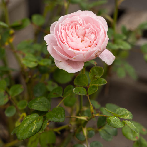 Роза английская душистая Королева Швеции купить во Владимире