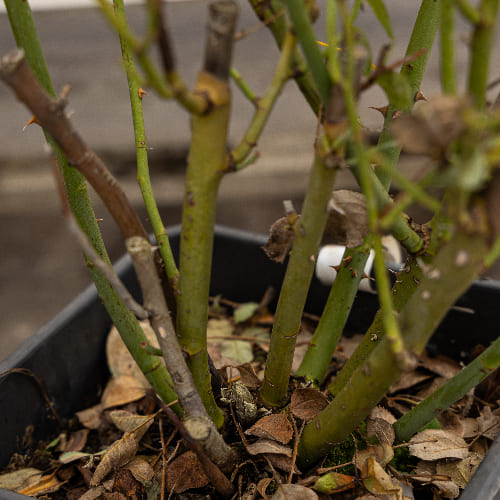 Роза английская душистая Королева Швеции купить во Владимире