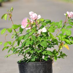 Роза английская душистая Спирит Оф Фридом купить во Владимире