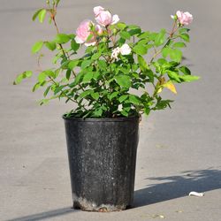 Роза английская душистая Спирит Оф Фридом купить во Владимире