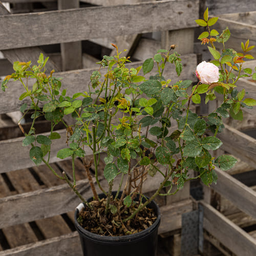 Роза английская душистая Спирит Оф Фридом купить во Владимире