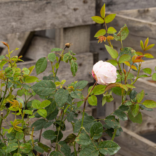 Роза английская душистая Спирит Оф Фридом купить во Владимире