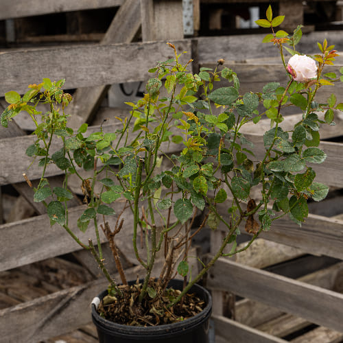 Роза английская душистая Спирит Оф Фридом купить во Владимире