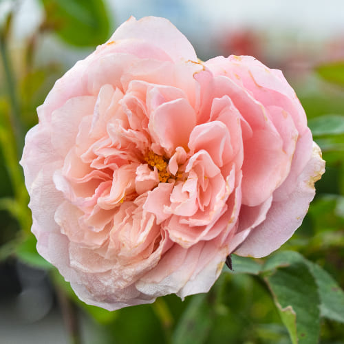 Роза английская душистая Алнвик Роуз купить в Нижнем Новгороде