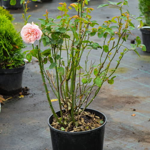 Роза английская душистая Алнвик Роуз купить в Нижнем Новгороде