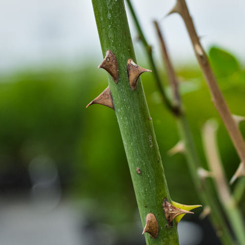 Роза английская душистая Алнвик Роуз купить в Нижнем Новгороде