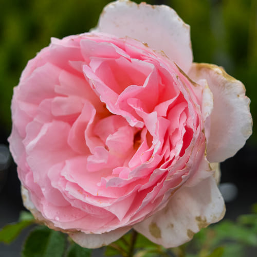 Роза английская душистая Веджвуд Роуз купить во Владимире