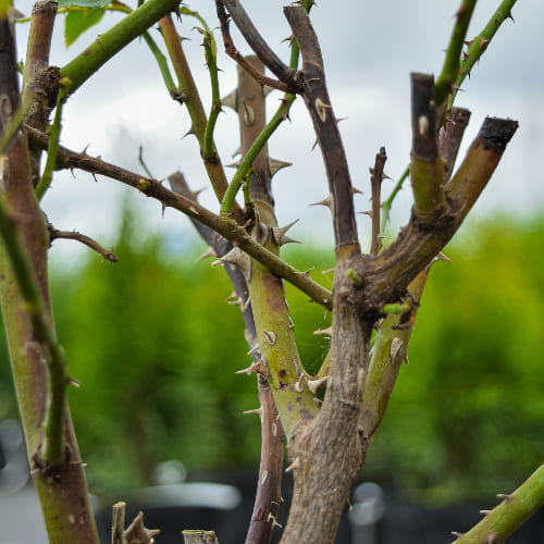 Роза английская душистая Веджвуд Роуз купить во Владимире