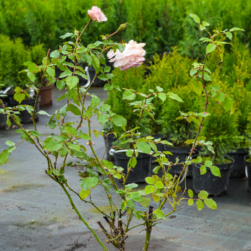 Роза английская душистая Веджвуд Роуз купить во Владимире