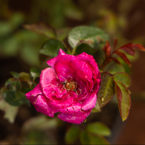 Роза английская душистая Вильям Шекспир 2000 купить в Нижнем Новгороде