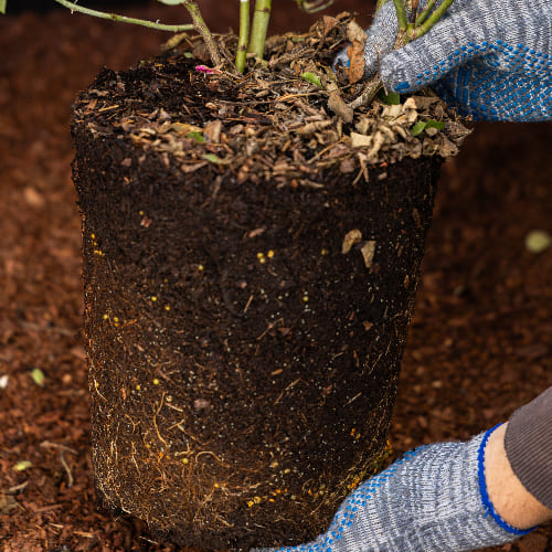 Роза английская душистая Вильям Шекспир 2000 купить в Нижнем Новгороде