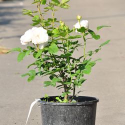 Роза английская душистая Винчестер Кафедрал купить в Нижнем Новгороде