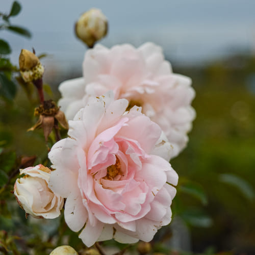 Роза почвопокровная Альба Мейдиланд купить в Нижнем Новгороде