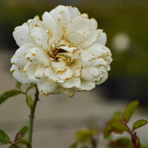 Роза почвопокровная Альба Мейдиланд купить в Нижнем Новгороде