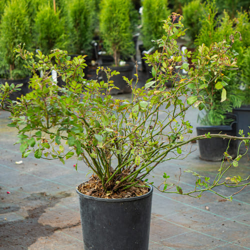 Роза почвопокровная Альба Мейдиланд купить в Нижнем Новгороде