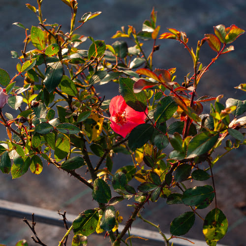 Роза почвопокровная Амстелвен купить в Нижнем Новгороде