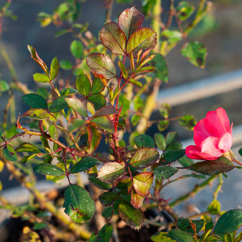 Роза почвопокровная Амстелвен купить в Нижнем Новгороде