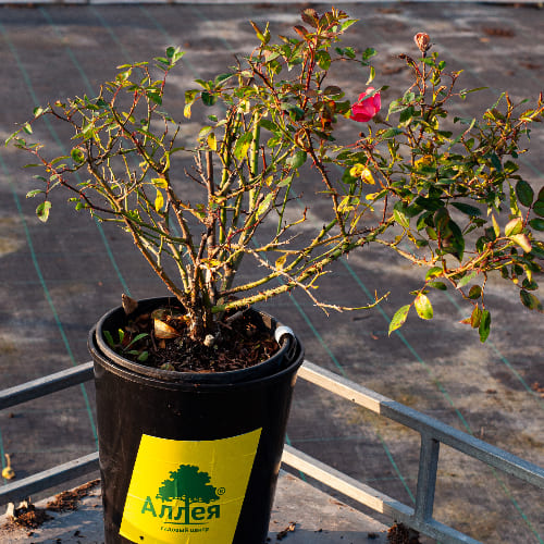 Роза почвопокровная Амстелвен купить в Нижнем Новгороде