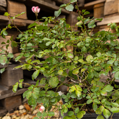 Роза почвопокровная Бинго Мейдиланд  купить во Владимире