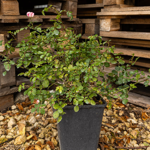 Роза почвопокровная Бинго Мейдиланд  купить во Владимире