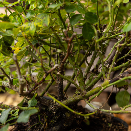 Роза почвопокровная Бинго Мейдиланд  купить во Владимире