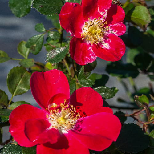 Роза почвопокровная Кандиа Мейдиланд купить во Владимире