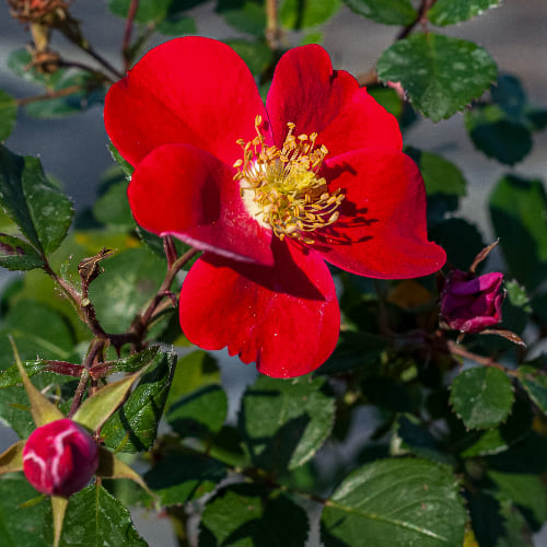 Роза почвопокровная Кандиа Мейдиланд купить во Владимире