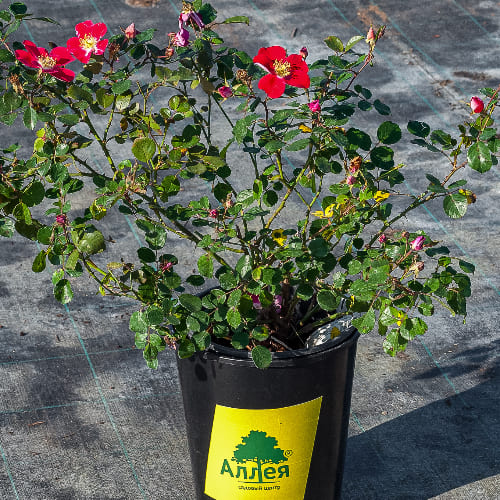 Роза почвопокровная Кандиа Мейдиланд купить во Владимире