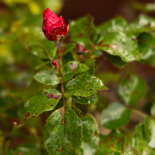 Роза почвопокровная Колоссаль Мейдиланд купить в Нижнем Новгороде