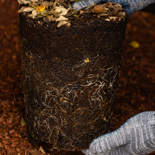 Роза почвопокровная Колоссаль Мейдиланд купить в Нижнем Новгороде