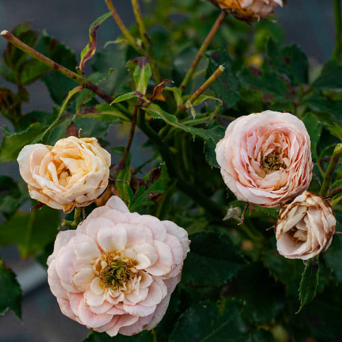 Роза почвопокровная Концерто 94 купить в Нижнем Новгороде