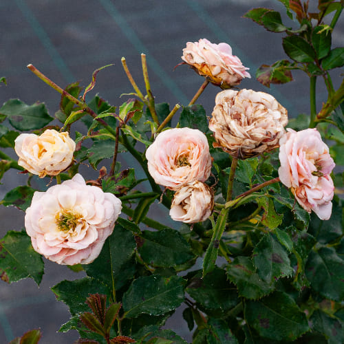 Роза почвопокровная Концерто 94 купить в Нижнем Новгороде