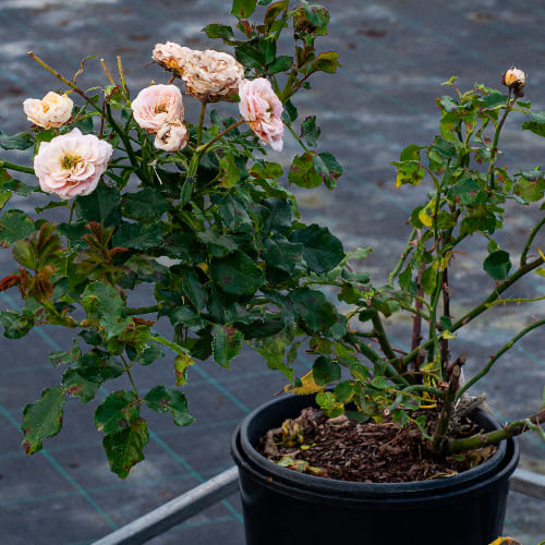 Роза почвопокровная Концерто 94 купить в Нижнем Новгороде