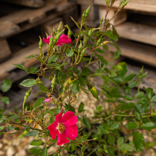 Роза почвопокровная Кримсон Мейдиланд купить во Владимире