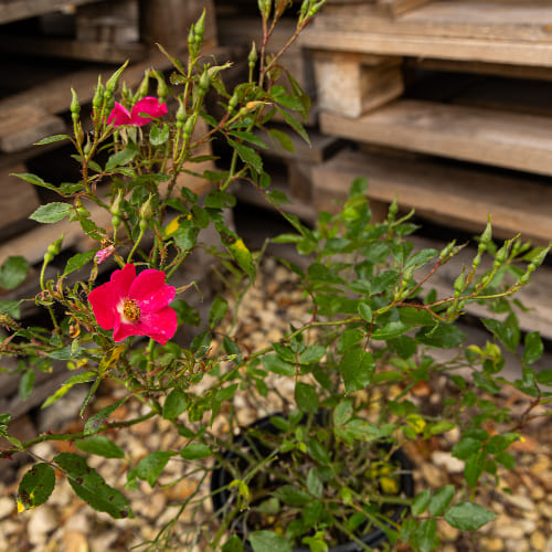 Роза почвопокровная Кримсон Мейдиланд купить во Владимире