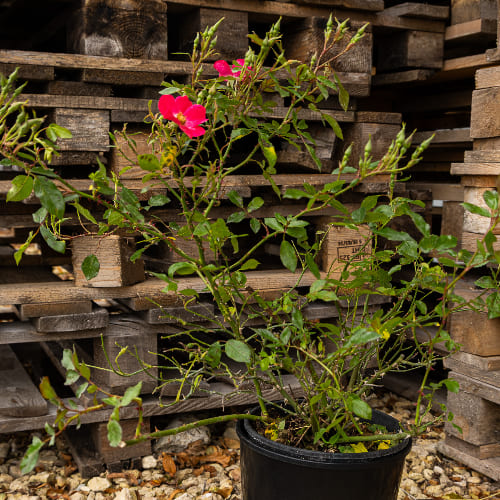 Роза почвопокровная Кримсон Мейдиланд купить во Владимире