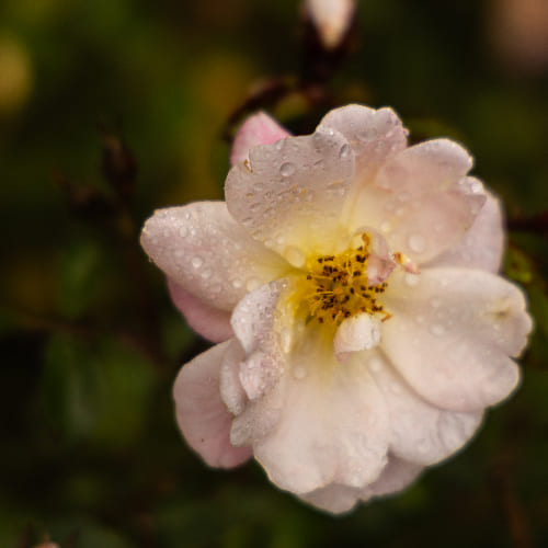 Роза почвопокровная Дрифт Ивори купить во Владимире