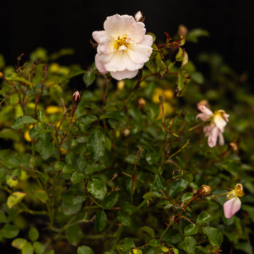 Роза почвопокровная Дрифт Ивори купить во Владимире