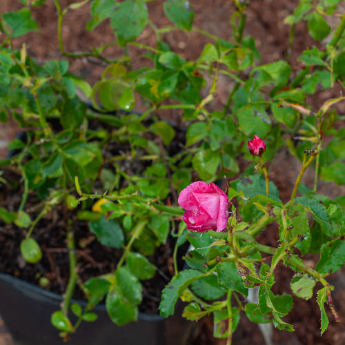 Роза почвопокровная Хайдетраум купить в Нижнем Новгороде
