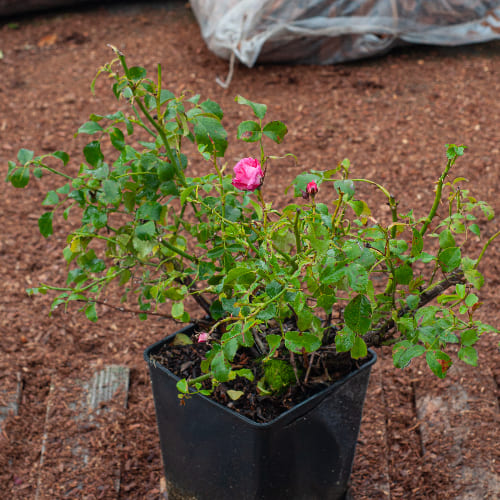 Роза почвопокровная Хайдетраум купить в Нижнем Новгороде