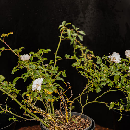 Роза почвопокровная Айс Мейдиланд купить в Нижнем Новгороде