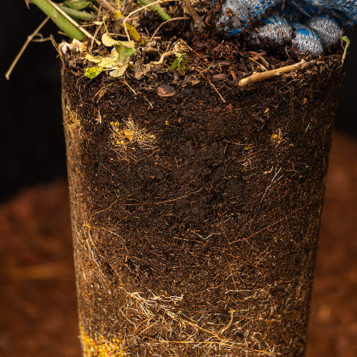 Роза почвопокровная Айс Мейдиланд купить в Нижнем Новгороде