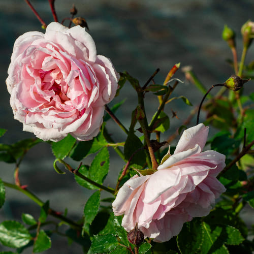 Роза почвопокровная Лавли Мейланд купить в Нижнем Новгороде