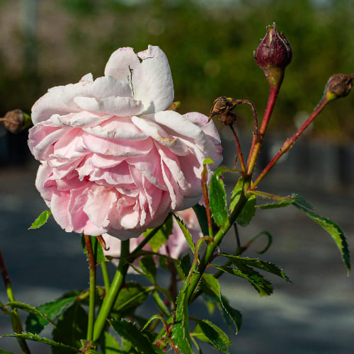 Роза почвопокровная Лавли Мейланд купить в Нижнем Новгороде
