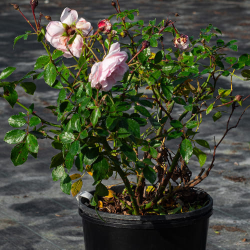 Роза почвопокровная Лавли Мейланд купить в Нижнем Новгороде